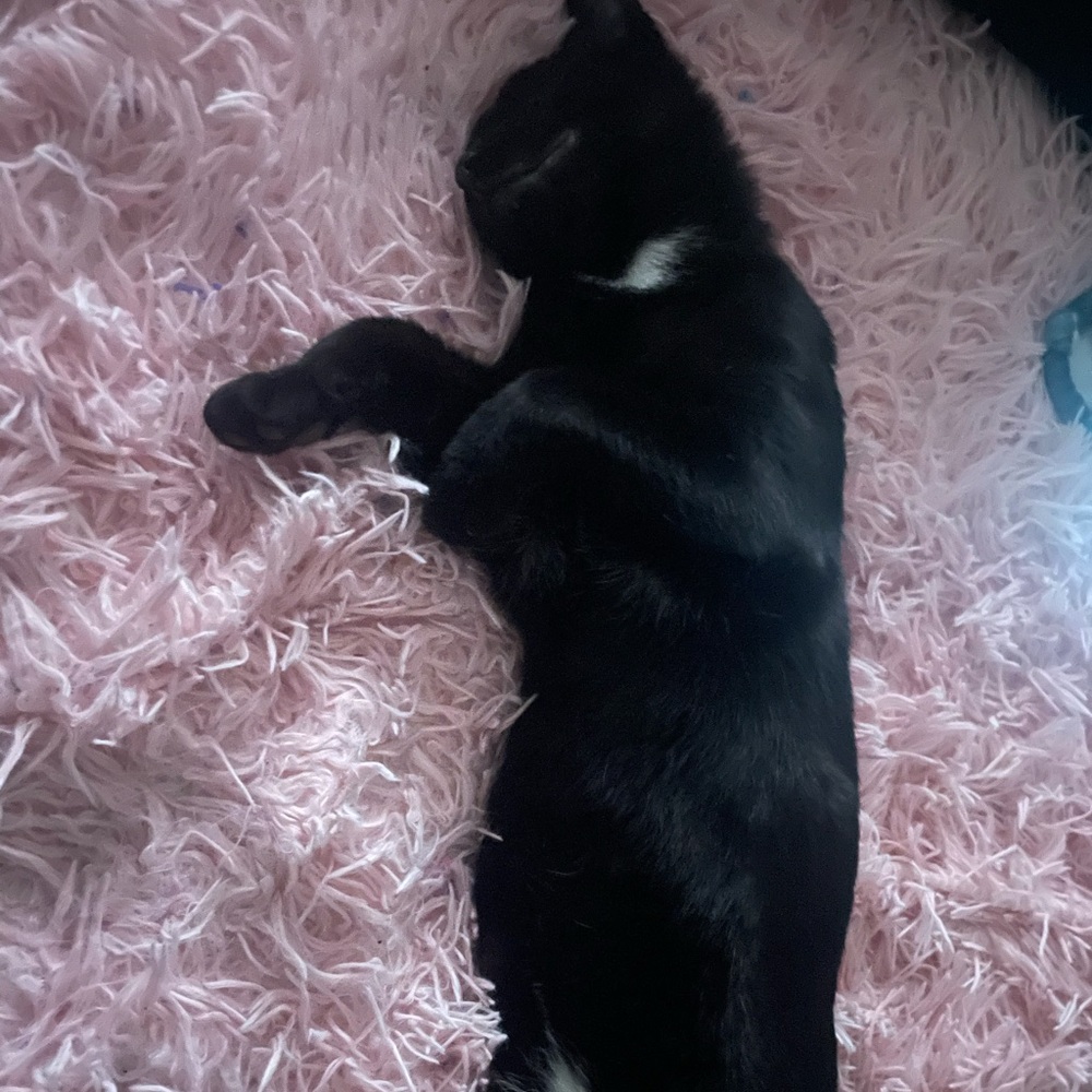 Meet your Posher, Alexis😊